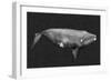 Inverted Whale II-Grace Popp-Framed Premium Giclee Print