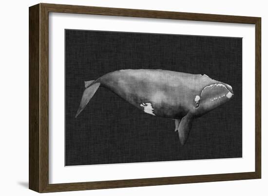 Inverted Whale II-Grace Popp-Framed Art Print