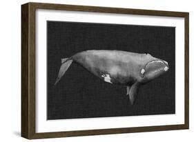 Inverted Whale II-Grace Popp-Framed Art Print