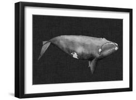 Inverted Whale II-Grace Popp-Framed Art Print