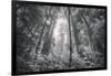 Inviting Redwoods in Fog, Redwood National State Parks-Vincent James-Framed Photographic Print