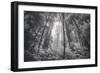 Inviting Redwoods in Fog, Redwood National State Parks-Vincent James-Framed Photographic Print