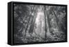 Inviting Redwoods in Fog, Redwood National State Parks-Vincent James-Framed Stretched Canvas