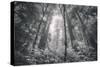 Inviting Redwoods in Fog, Redwood National State Parks-Vincent James-Stretched Canvas