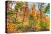 Inwood Park Horizontal-Robert Goldwitz-Stretched Canvas