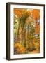 Inwood Park Vertical-Robert Goldwitz-Framed Photographic Print