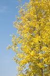 Autumn Leaves against the Blue Sky and Sun-inxti-Photographic Print