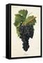 Inzolia Grape-A. Kreyder-Framed Stretched Canvas