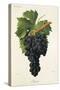 Inzolia Grape-A. Kreyder-Stretched Canvas