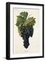 Inzolia Grape-A. Kreyder-Framed Giclee Print