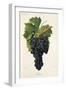 Inzolia Grape-A. Kreyder-Framed Giclee Print