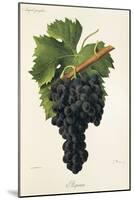 Inzolia Grape-A. Kreyder-Mounted Giclee Print