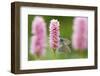 Iolas blue butterfly pair mating on flowers, Italy-Edwin Giesbers-Framed Photographic Print