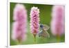 Iolas blue butterfly pair mating on flowers, Italy-Edwin Giesbers-Framed Photographic Print