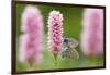 Iolas blue butterfly pair mating on flowers, Italy-Edwin Giesbers-Framed Photographic Print