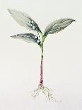 Lily of the Valley, 1995-Iona Hordern-Giclee Print