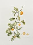 Ornamental Orange, 1995-Iona Hordern-Framed Giclee Print