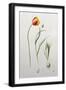 Chelsea Black