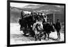Ione, Washington - Cow Team Pulling Men in a Wagon-Lantern Press-Framed Art Print
