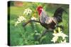 Iowa Blue Rooster Perched on Old Steel Plow Among Day-Lilies, Iowa, USA-Lynn M^ Stone-Stretched Canvas