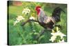 Iowa Blue Rooster Perched on Old Steel Plow Among Day-Lilies, Iowa, USA-Lynn M^ Stone-Stretched Canvas