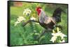 Iowa Blue Rooster Perched on Old Steel Plow Among Day-Lilies, Iowa, USA-Lynn M^ Stone-Framed Stretched Canvas