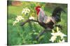 Iowa Blue Rooster Perched on Old Steel Plow Among Day-Lilies, Iowa, USA-Lynn M^ Stone-Stretched Canvas