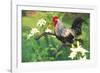 Iowa Blue Rooster Perched on Old Steel Plow Among Day-Lilies, Iowa, USA-Lynn M^ Stone-Framed Photographic Print