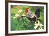 Iowa Blue Rooster Perched on Old Steel Plow Among Day-Lilies, Iowa, USA-Lynn M^ Stone-Framed Photographic Print