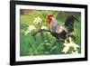 Iowa Blue Rooster Perched on Old Steel Plow Among Day-Lilies, Iowa, USA-Lynn M^ Stone-Framed Photographic Print