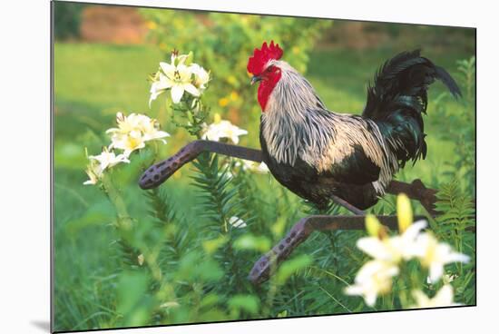 Iowa Blue Rooster Perched on Old Steel Plow Among Day-Lilies, Iowa, USA-Lynn M^ Stone-Mounted Photographic Print