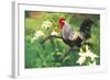Iowa Blue Rooster Perched on Old Steel Plow Among Day-Lilies, Iowa, USA-Lynn M^ Stone-Framed Photographic Print