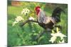 Iowa Blue Rooster Perched on Old Steel Plow Among Day-Lilies, Iowa, USA-Lynn M^ Stone-Mounted Photographic Print