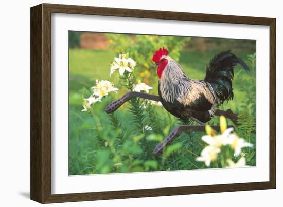 Iowa Blue Rooster Perched on Old Steel Plow Among Day-Lilies, Iowa, USA-Lynn M^ Stone-Framed Photographic Print