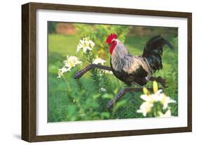 Iowa Blue Rooster Perched on Old Steel Plow Among Day-Lilies, Iowa, USA-Lynn M^ Stone-Framed Photographic Print