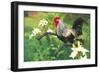 Iowa Blue Rooster Perched on Old Steel Plow Among Day-Lilies, Iowa, USA-Lynn M^ Stone-Framed Photographic Print