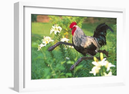 Iowa Blue Rooster Perched on Old Steel Plow Among Day-Lilies, Iowa, USA-Lynn M^ Stone-Framed Photographic Print