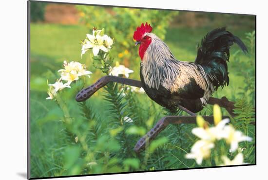 Iowa Blue Rooster Perched on Old Steel Plow Among Day-Lilies, Iowa, USA-Lynn M^ Stone-Mounted Photographic Print