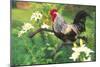 Iowa Blue Rooster Perched on Old Steel Plow Among Day-Lilies, Iowa, USA-Lynn M^ Stone-Mounted Photographic Print