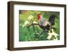 Iowa Blue Rooster Perched on Old Steel Plow Among Day-Lilies, Iowa, USA-Lynn M^ Stone-Framed Photographic Print