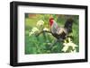 Iowa Blue Rooster Perched on Old Steel Plow Among Day-Lilies, Iowa, USA-Lynn M^ Stone-Framed Photographic Print