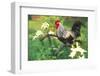 Iowa Blue Rooster Perched on Old Steel Plow Among Day-Lilies, Iowa, USA-Lynn M^ Stone-Framed Photographic Print