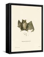 Ipanema Bat-null-Framed Stretched Canvas