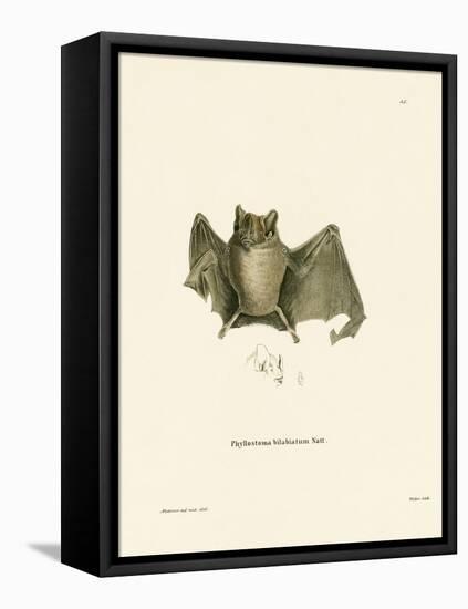 Ipanema Bat-null-Framed Stretched Canvas