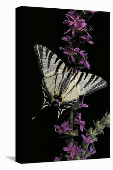 Iphiclides Podalirius (Scarce Swallowtail, Pear-Tree Swallowtail)-Paul Starosta-Stretched Canvas