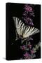 Iphiclides Podalirius (Scarce Swallowtail, Pear-Tree Swallowtail)-Paul Starosta-Stretched Canvas