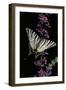 Iphiclides Podalirius (Scarce Swallowtail, Pear-Tree Swallowtail)-Paul Starosta-Framed Premium Photographic Print