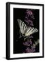 Iphiclides Podalirius (Scarce Swallowtail, Pear-Tree Swallowtail)-Paul Starosta-Framed Premium Photographic Print