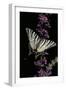 Iphiclides Podalirius (Scarce Swallowtail, Pear-Tree Swallowtail)-Paul Starosta-Framed Premium Photographic Print