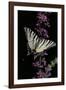 Iphiclides Podalirius (Scarce Swallowtail, Pear-Tree Swallowtail)-Paul Starosta-Framed Photographic Print